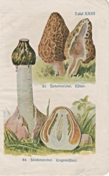 Alter Farbendruck von 1918 - Spitzmorchel, Stinkmorchel